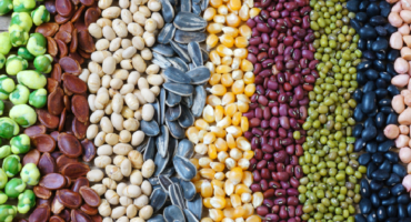 Beans Crops