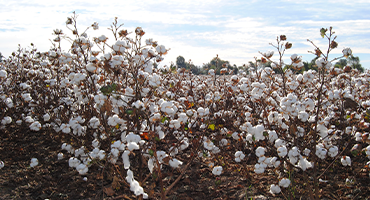Industrial Crops