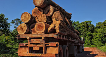 Wood & Furniture