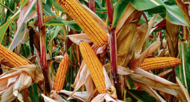 Corn Crops