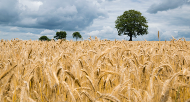 Wheat Crops