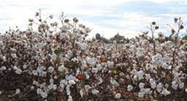 Cotton